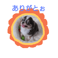 [LINEスタンプ] チワワのそら君