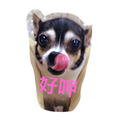 [LINEスタンプ] niou