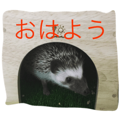 [LINEスタンプ] ハリネズミのゆず