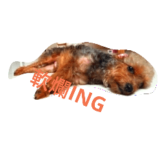 [LINEスタンプ] Huni coming！