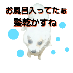 [LINEスタンプ] ポメラニアン Duffy 黒と赤その18