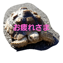 [LINEスタンプ] ケヅメリクガメのスタンプ