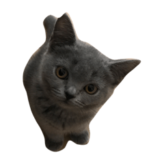 [LINEスタンプ] DAIFUKU NEKO