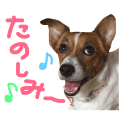 [LINEスタンプ] 愛しのわんこミミ。ジャックラッセル3