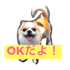 [LINEスタンプ] 噛みつきチワワン、ブラン