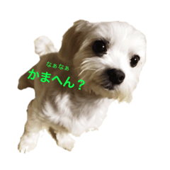 [LINEスタンプ] ちゃんみ