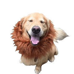 [LINEスタンプ] 犬猫ファミリー