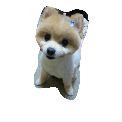 [LINEスタンプ] crazy dog＆cat