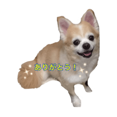 [LINEスタンプ] ちわわぁぁ！！