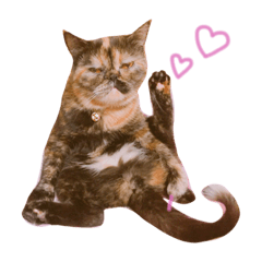 [LINEスタンプ] やなぎだ家のめめ。