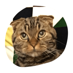 [LINEスタンプ] ミヴィダ
