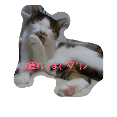 [LINEスタンプ] everyday Minto