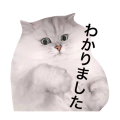[LINEスタンプ] 白玉くんの日常 2