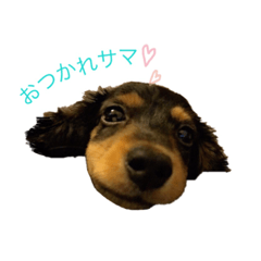 [LINEスタンプ] ナルです‼︎