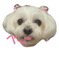 [LINEスタンプ] 関西弁マルチーズ