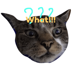 [LINEスタンプ] immer nils