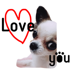 [LINEスタンプ] チワワパコの可愛い1日
