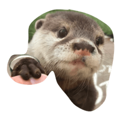 [LINEスタンプ] Kawaishi-Kun