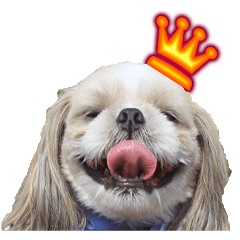 [LINEスタンプ] シーズー犬 モモと永吉