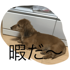 [LINEスタンプ] 愛犬好きにどうぞ