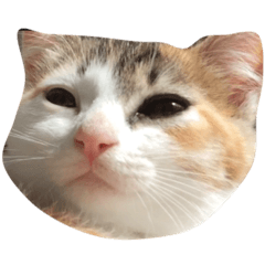 [LINEスタンプ] ぬっこ