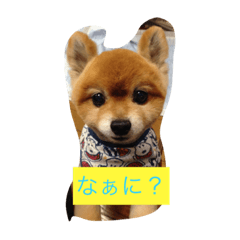 [LINEスタンプ] ポメのレオンだよ