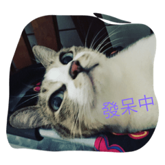 [LINEスタンプ] Do you like me？