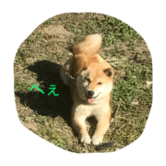 [LINEスタンプ] 柴犬あんず