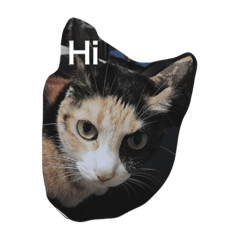 [LINEスタンプ] s'cats