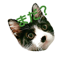 [LINEスタンプ] 猫のさえじま