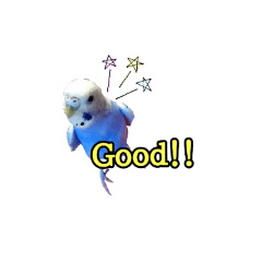 [LINEスタンプ] budgerigar-Message