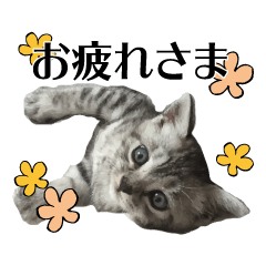 [LINEスタンプ] たむちゃんスタンプ 子猫編