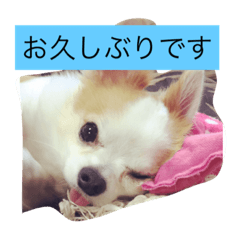 [LINEスタンプ] 丁寧などうぶつたち