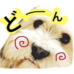 [LINEスタンプ] ミックス犬りょうま3
