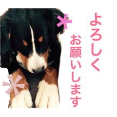 [LINEスタンプ] バーニーズ時々ベタ