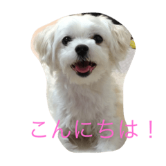 [LINEスタンプ] ぼくはペルル