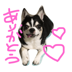 [LINEスタンプ] ぶさかわライフ