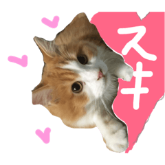 [LINEスタンプ] りゅうたろう君の日常〜ドタバタ編〜