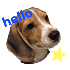 [LINEスタンプ] beagleのイケメンTOYくんの画像（メイン）
