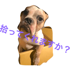 [LINEスタンプ] コタローU^ェ^U