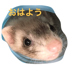 [LINEスタンプ] フェレットのグリコとロック