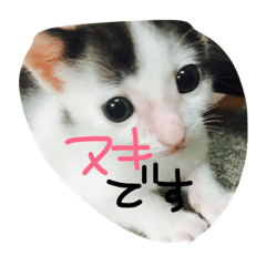 [LINEスタンプ] 日常の言葉（だんだん、まー、みあ、むあ）