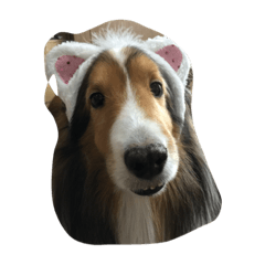 [LINEスタンプ] Lovelydogs