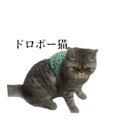 [LINEスタンプ] エキゾチックショートヘアの日常