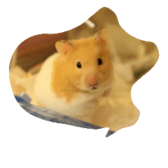 [LINEスタンプ] tootoohamster2.0