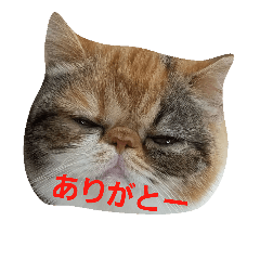 [LINEスタンプ] 鼻ぺちゃ猫ちゃんのひとことスタンプ③