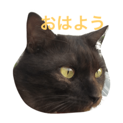 [LINEスタンプ] 可愛いマロンちゃん