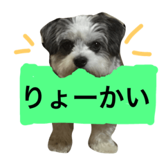 [LINEスタンプ] くーちゃんでーす