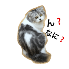 [LINEスタンプ] にゃ〜ん