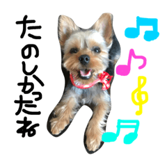 [LINEスタンプ] ヨーキーと愉快な仲間たち